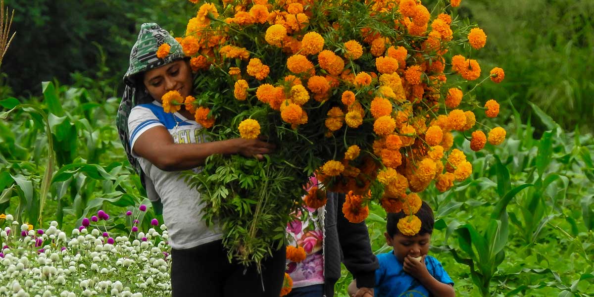 The Day of the Dead Ofrenda: Symbols of a Tradition - The Tahona Society